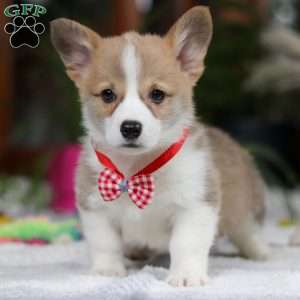 Jerry, Pembroke Welsh Corgi Puppy